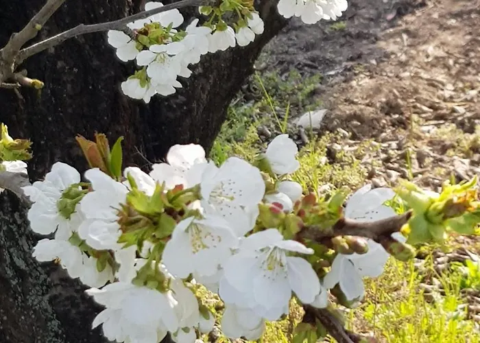 Cedro Argentato Legnago