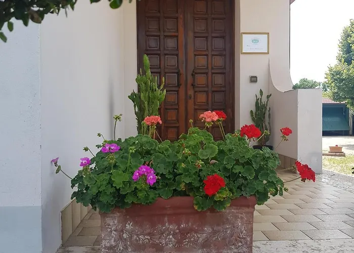 Cedro Argentato Legnago